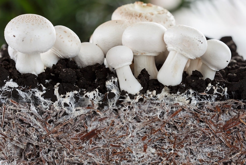 Desarrollo del micelio en el cultivo de champiñones sobre estiércol