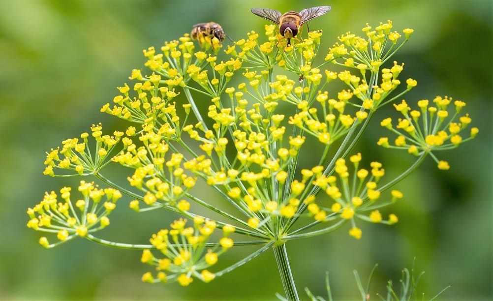 Flores y umbelas del eneldo
