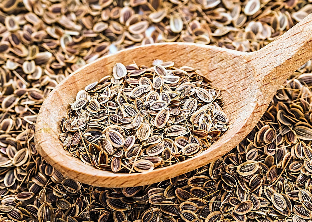 Semillas pardas de la planta de eneldo, diferentes por su aspecto a las del hinojo