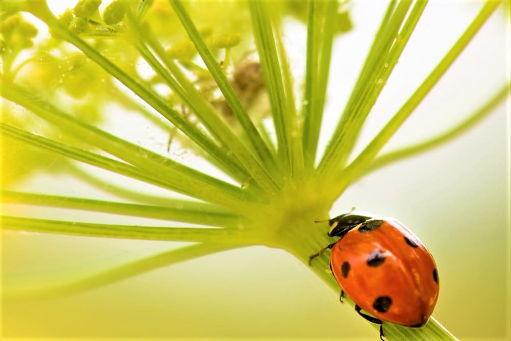 Los tallos del hinojo son más largos que los del eneldo