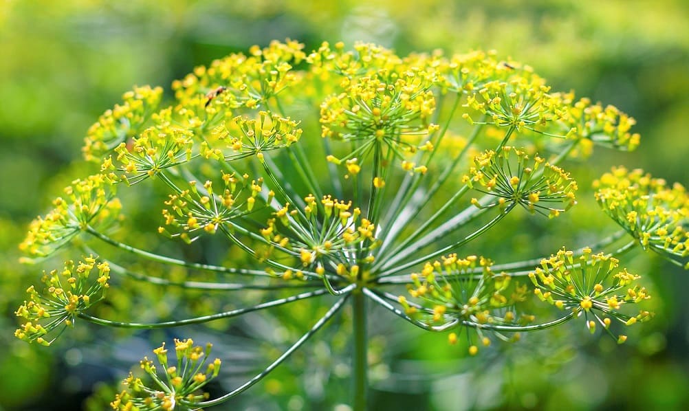 Flores del hinojo - Muy similares a las del eneldo