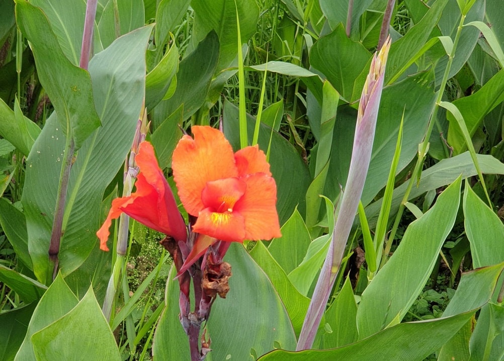 Flores de verano de colores rojos - Caña de Indias (Canna indica)