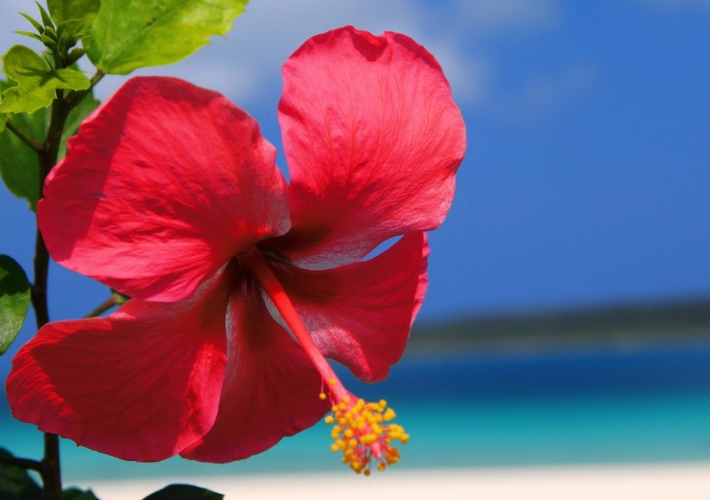 Flor tropical de verano - Hibisco