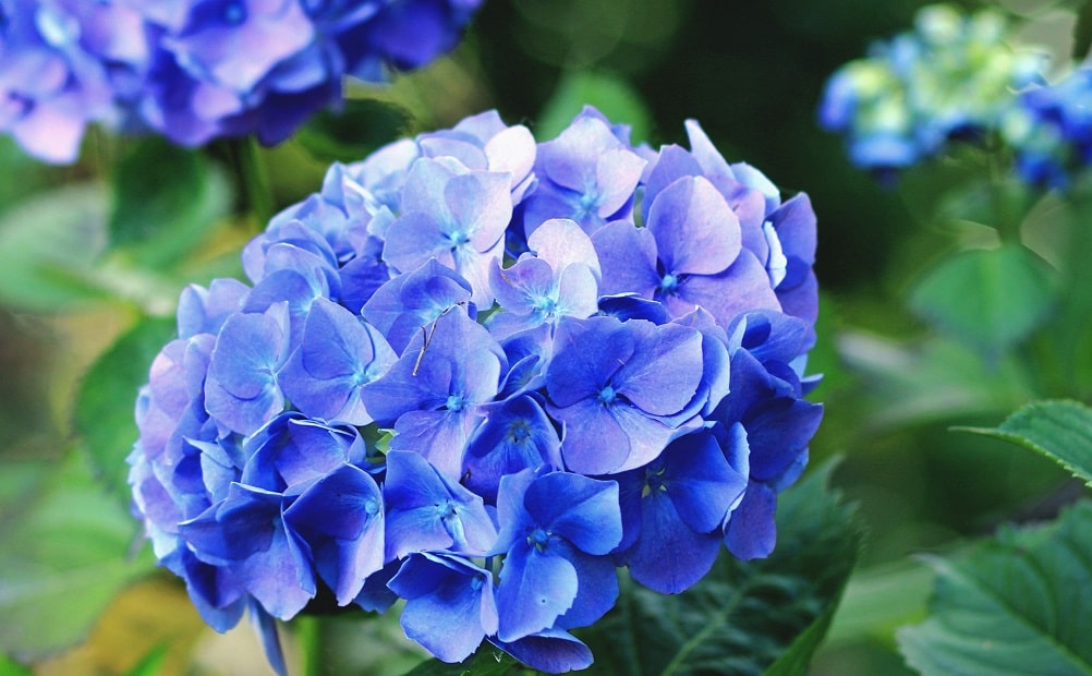 Hortensia (Hydrangea) azul