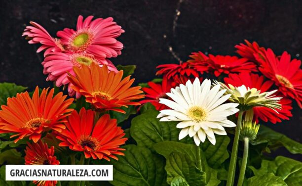 Flores híbridas