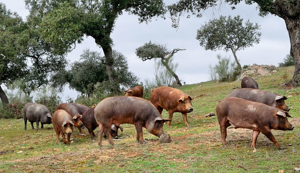 El cerdo ibérico se alimenta de frutos de la encina y alcornoque