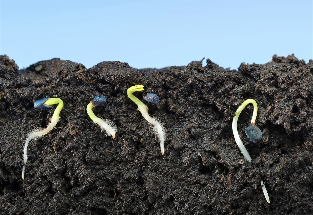 Semillas de albahaca germinadas con sus sistemas radiculares creciendo dentro de la tierra