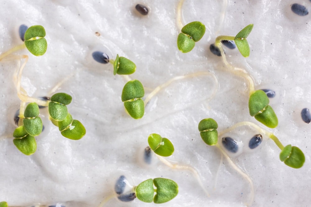 Papel o servilletas de cocina para germinar semillas, como estas de albahaca