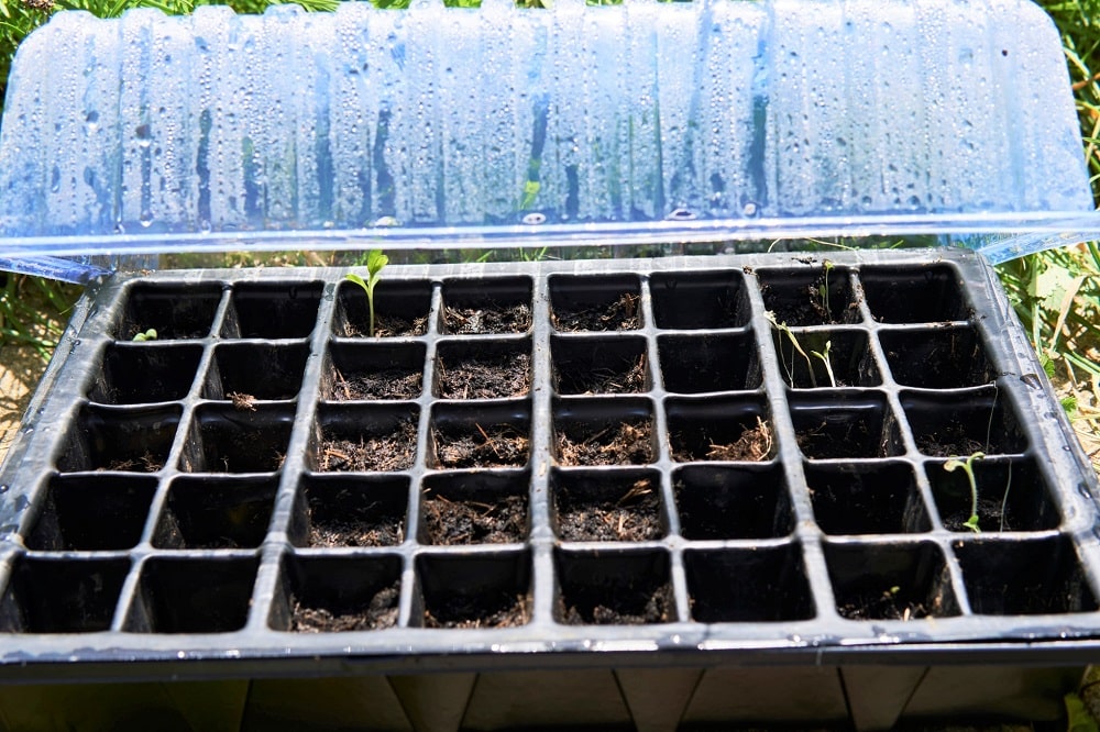 Semilleros o germinadores para germinar semillas de tus plantas