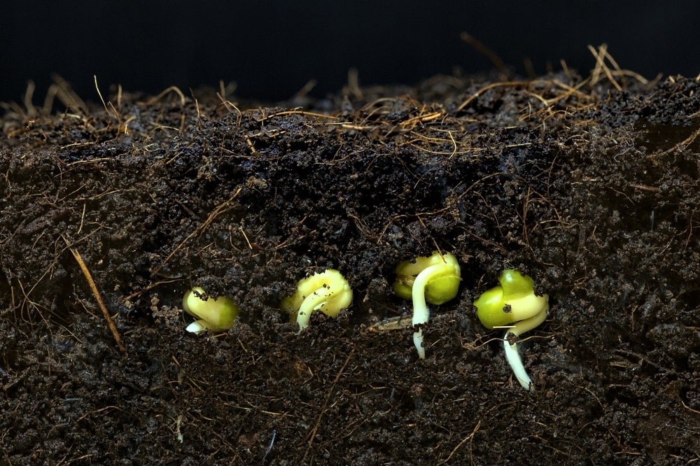 Semillas de alubias germinando bajo tierra en un sustrato fértil, caliente y húmedo