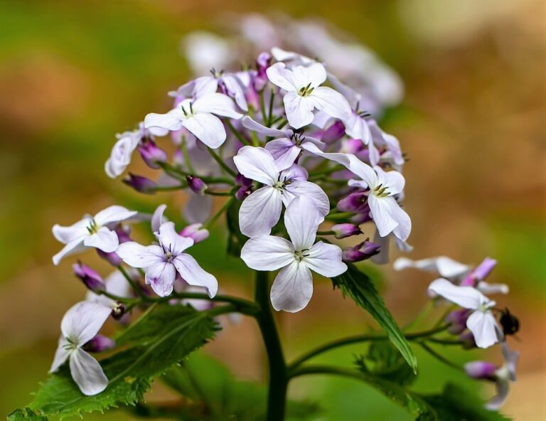 Lunaria Annua Caracter sticas Y Cuidados De Esta Bella Flor lunaria-annua-caracter-sticas-y-cuidados-de-esta-bella-flor
