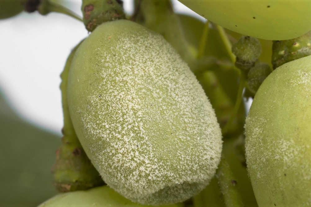 Mildiu afectando al fruto de una uva