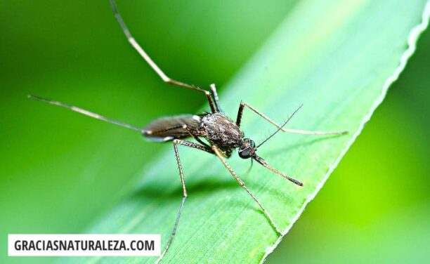 Mosquitos en las plantas