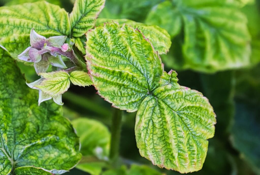 importancia-del-potasio-en-las-plantas-d-ficit-o-exceso