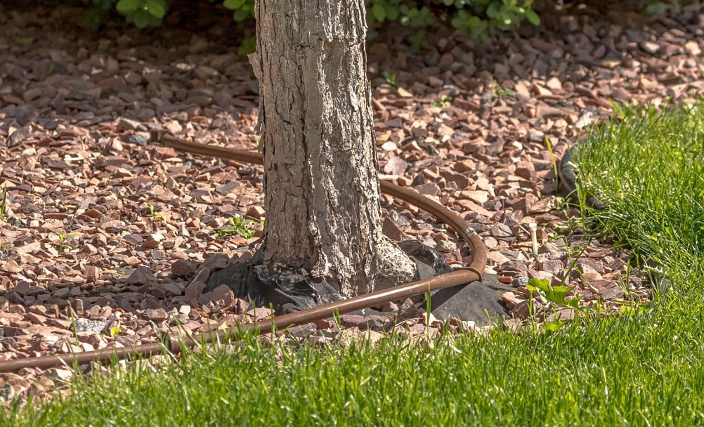 Cómo regar un árbol de jardín con una línea de goteros gota a gota