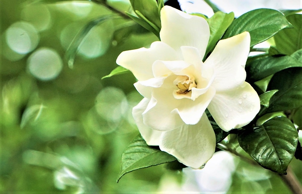 Gardenia como ejemplo de planta acidófila