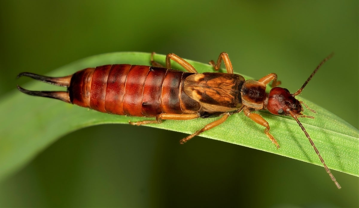 Forficula auricularia, depredador natural contra la psila que actúa como tratamiento ecológico
