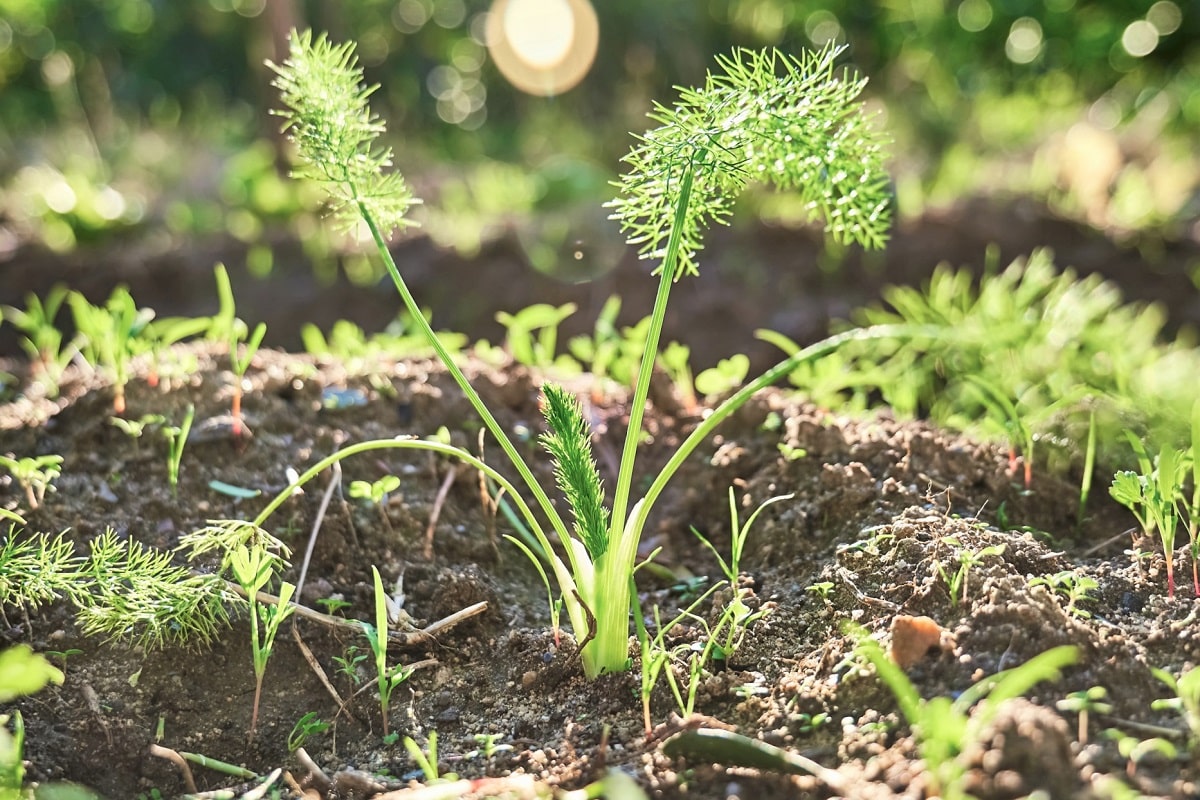 El hinojo y su aceite se usan en gastronomía y aromaterapia