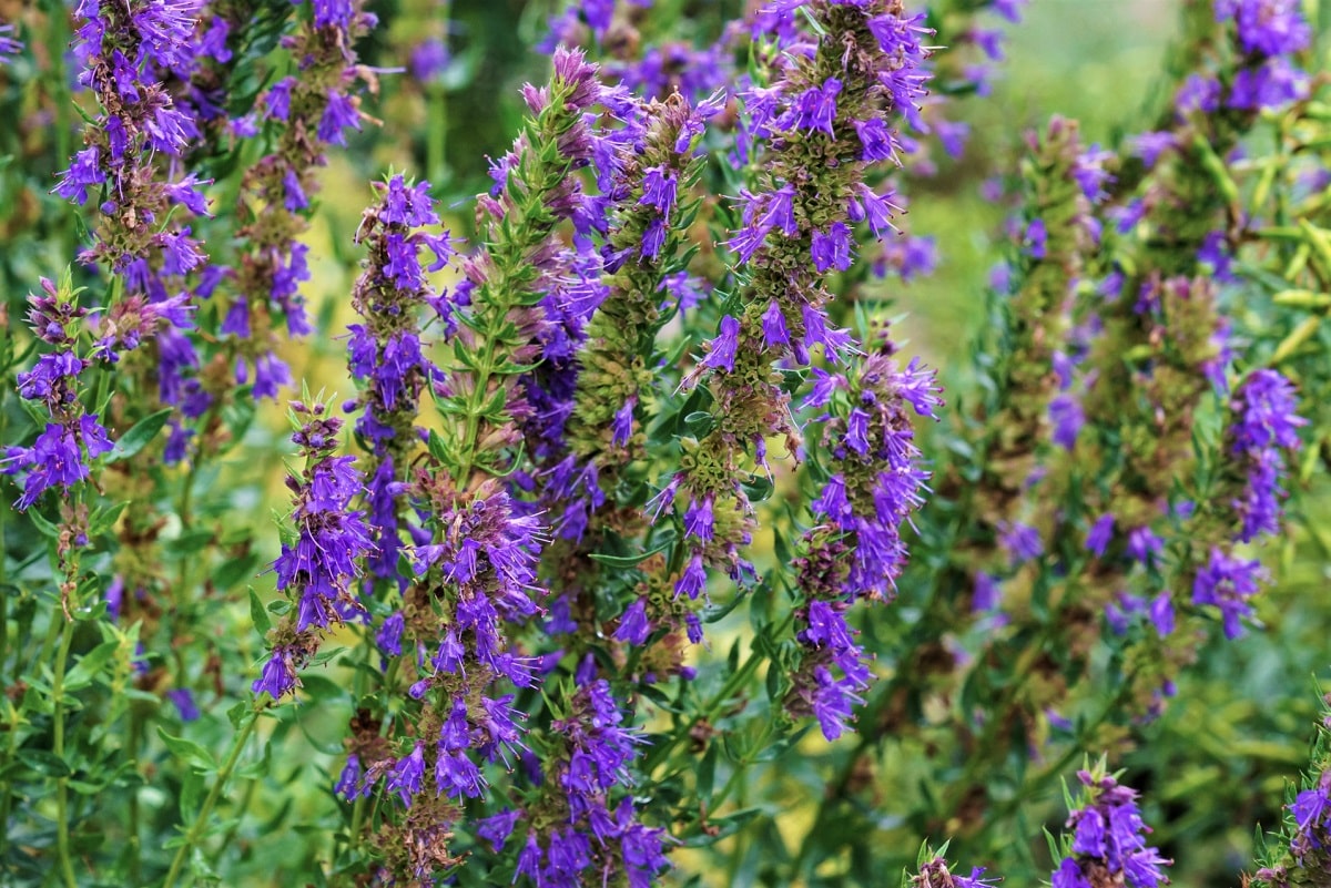 Aromática con flores de color intenso - Hisopo (Hyssopus officinalis)