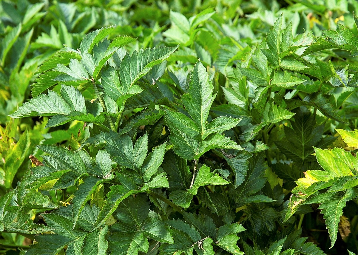 Características hojas verdes de la arracacha o apio criollo