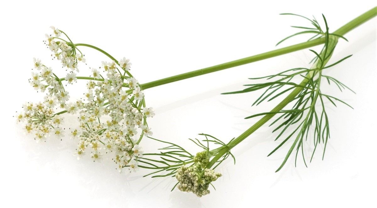 Carum carvi, de la familia Apiaceae