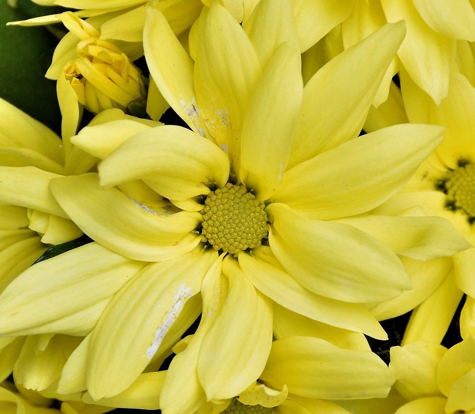 Flor bonita de crisantemo amarillo