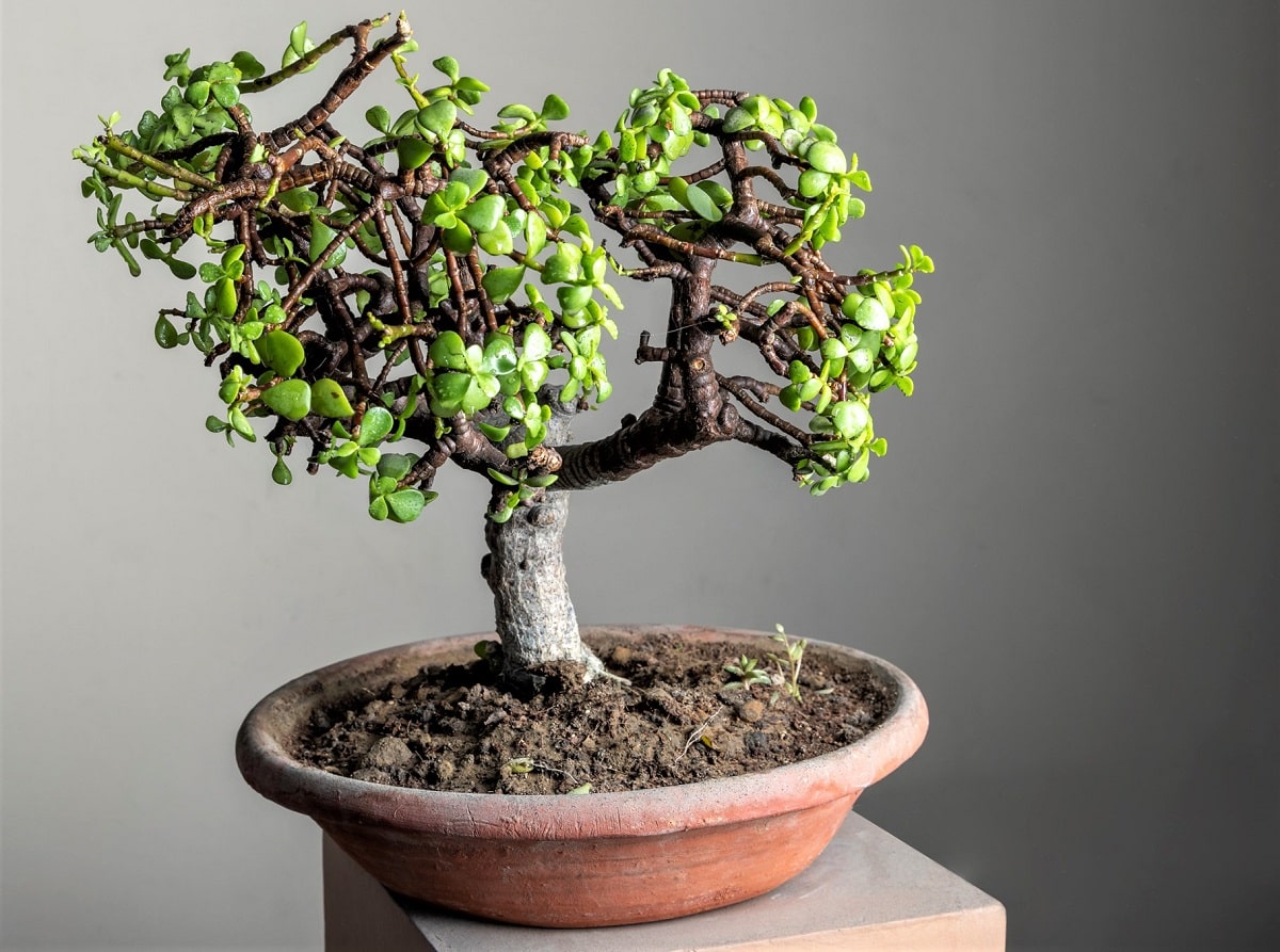Árbol de jade (Crassula ovata) - Buen bonsái a elegir para interiores