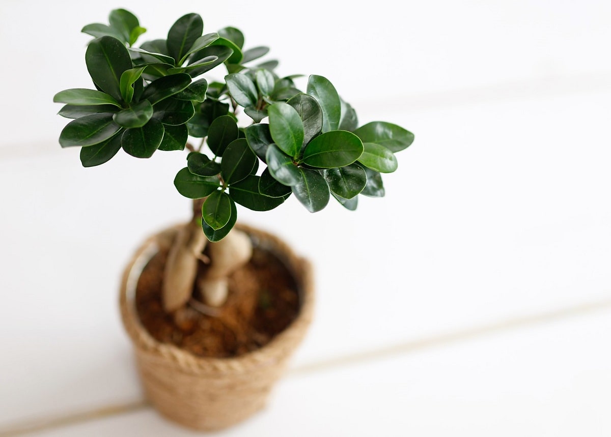 Elegir un bonsái ficus microcarpa