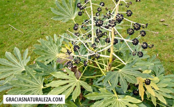 Fatsia japonica (aralia): Cuidados de este precioso arbusto