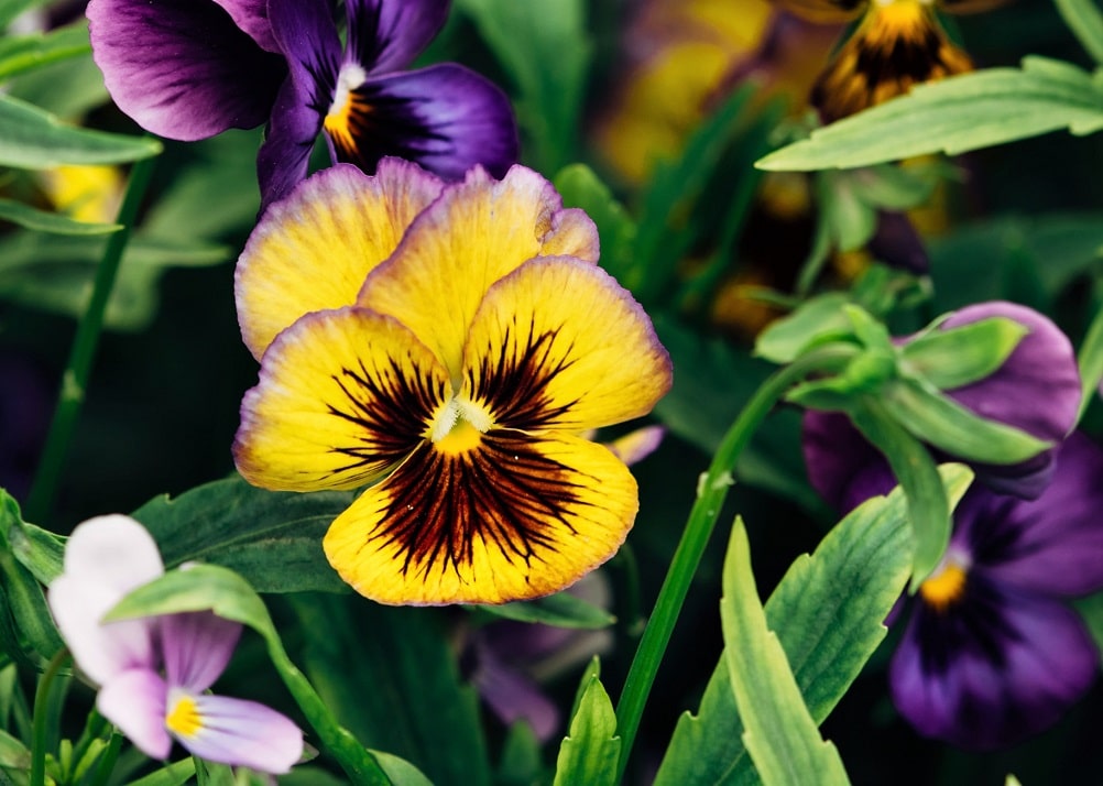 Pensamiento (Viola × wittrockiana), flor híbrida de color amarillo
