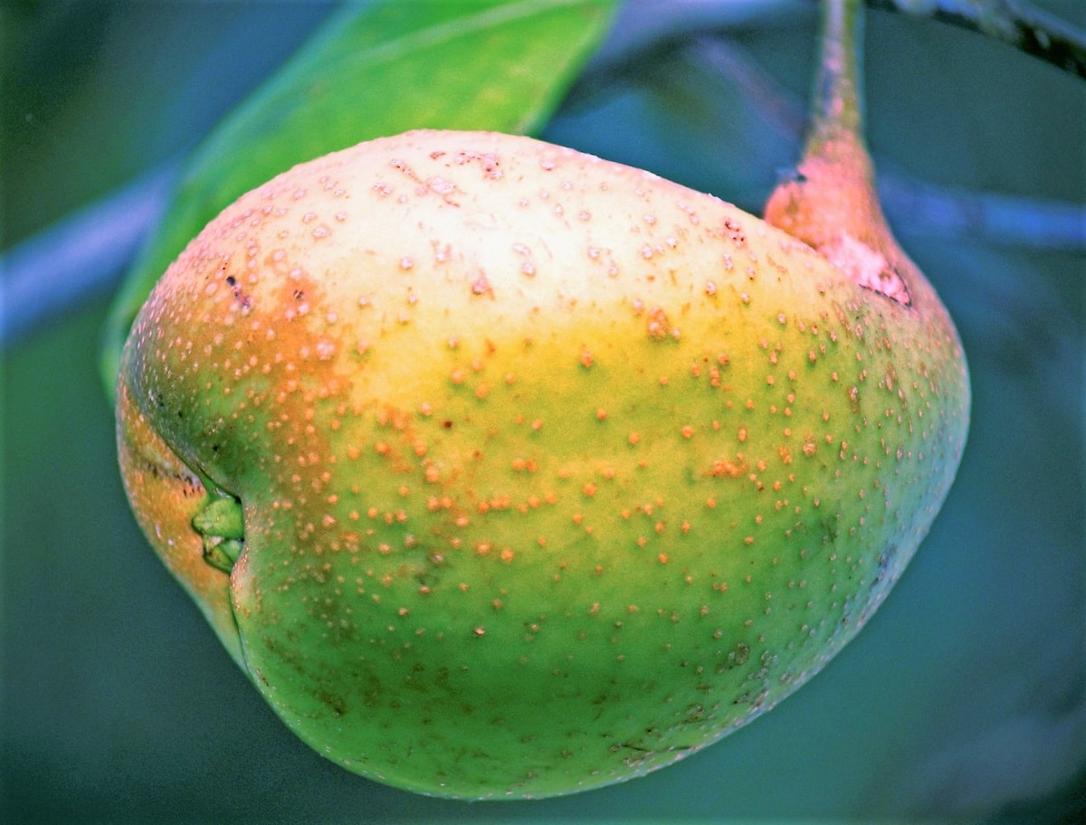 Fruto de peral europeo común dañado por la psila, síntoma de plaga