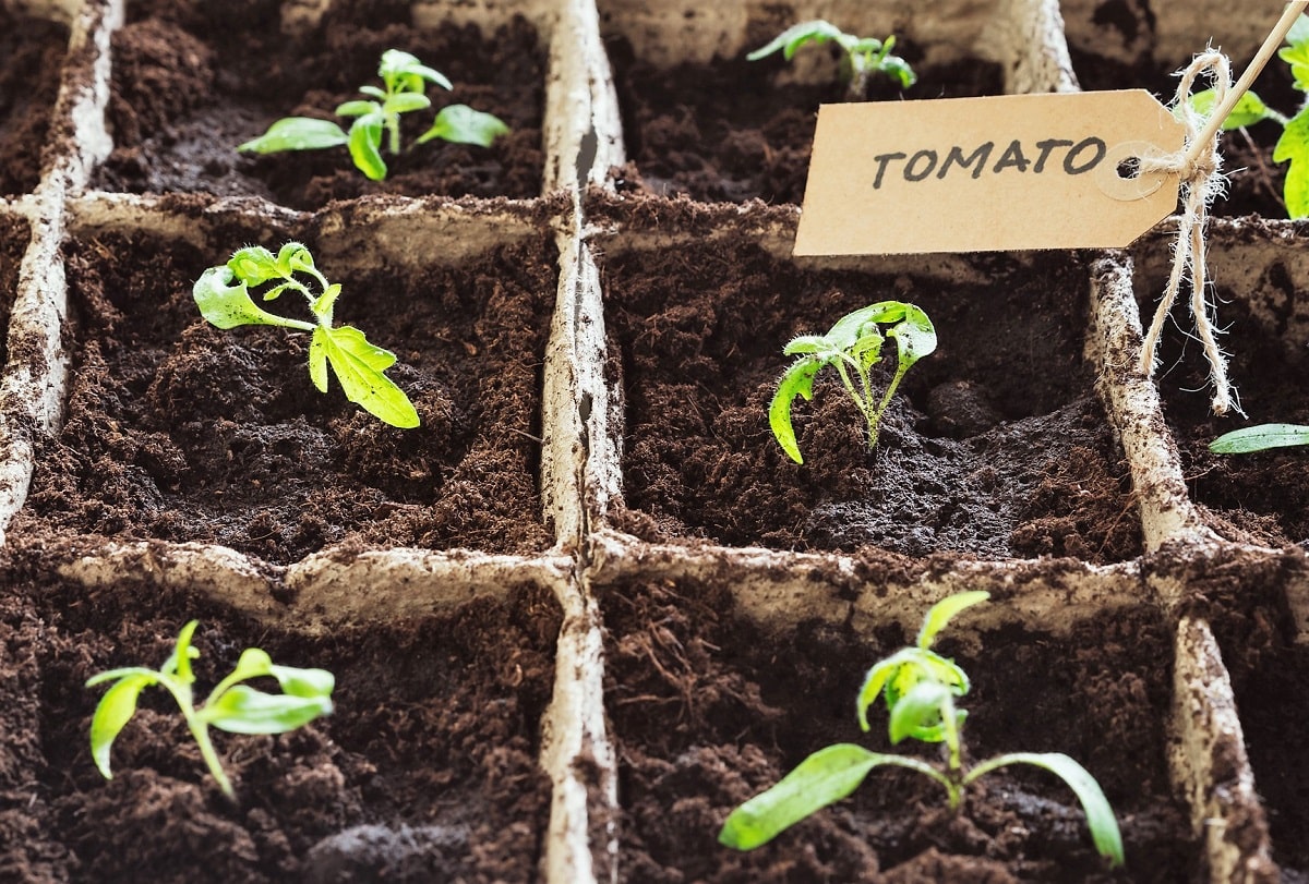 Germinación de semillas de tomate en sustrato húmedo por las lluvias y el riego