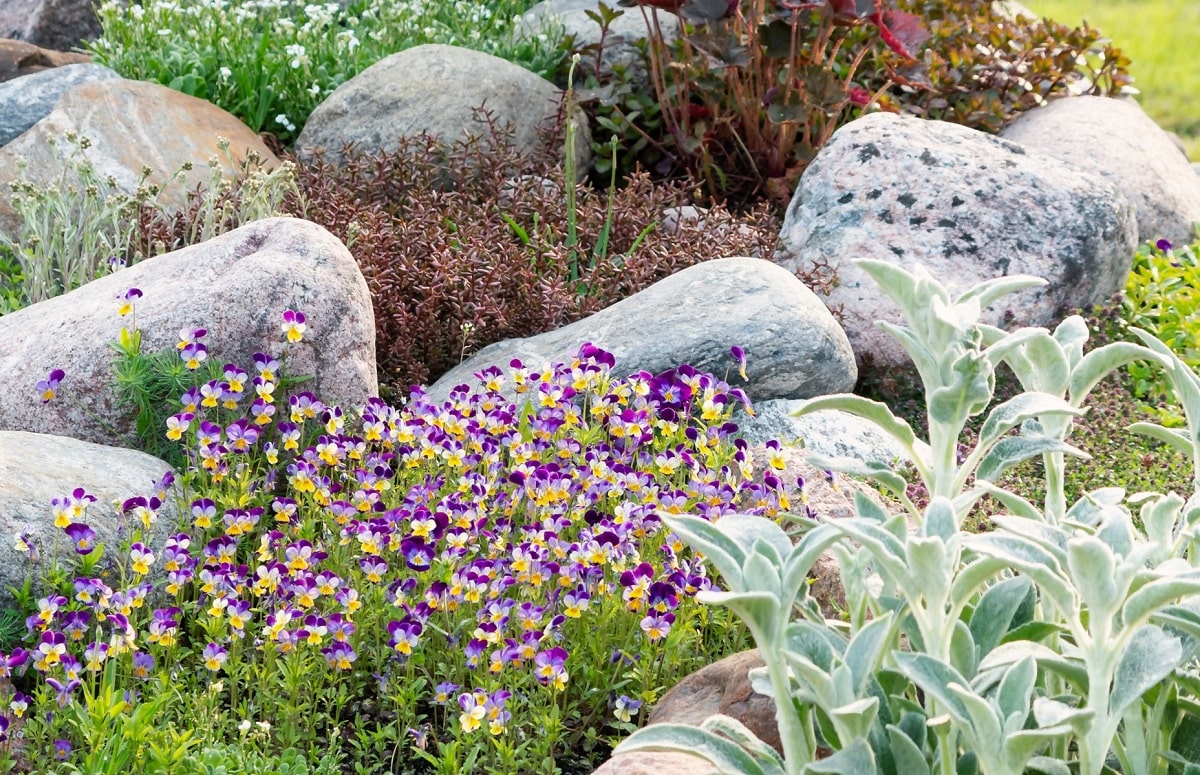 Violetas y plantas suculentas en rocalla con grandes piedras blancas