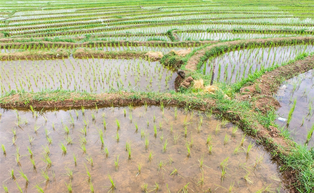 Sistema tradicional de riego por inundación en terrazas de campos de arroz