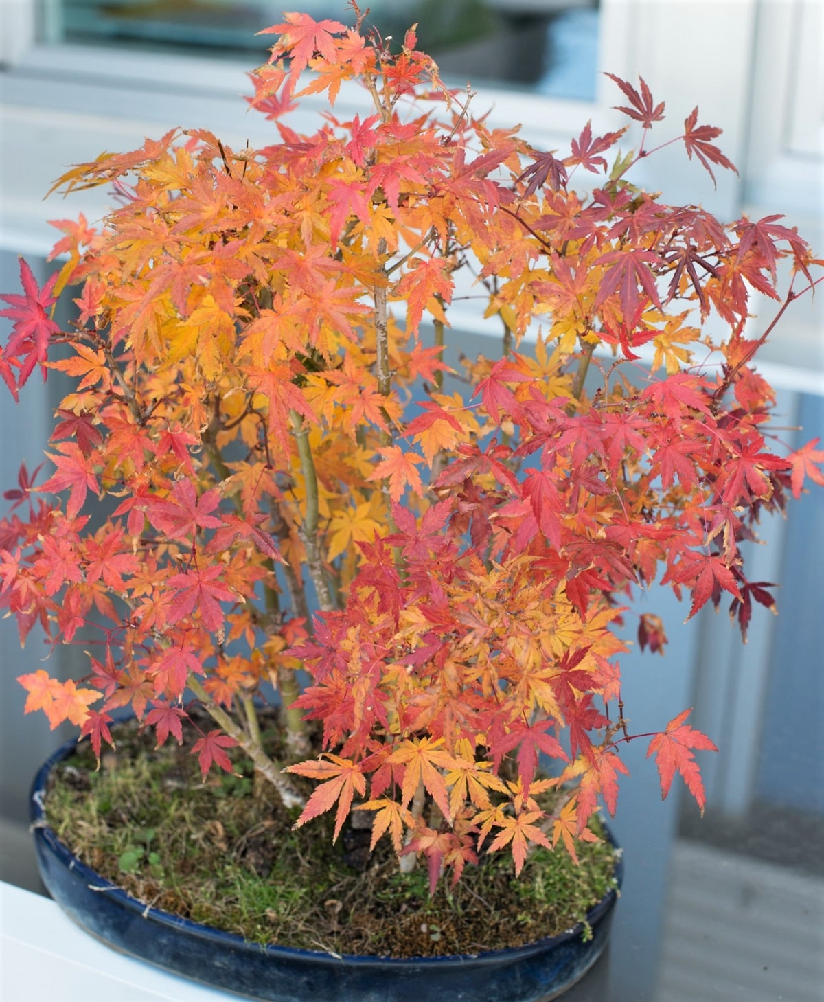 Bonsái de hojas rojas caducas - Arce japonés palmeado (Acer palmatum Atropurpureum)