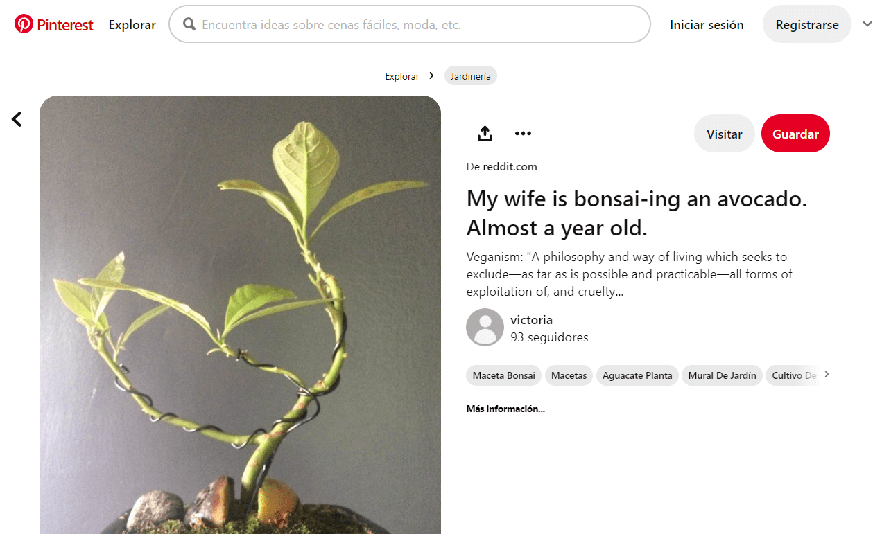 Gracias al alambrado del bonsái de aguacate se le puede dar forma