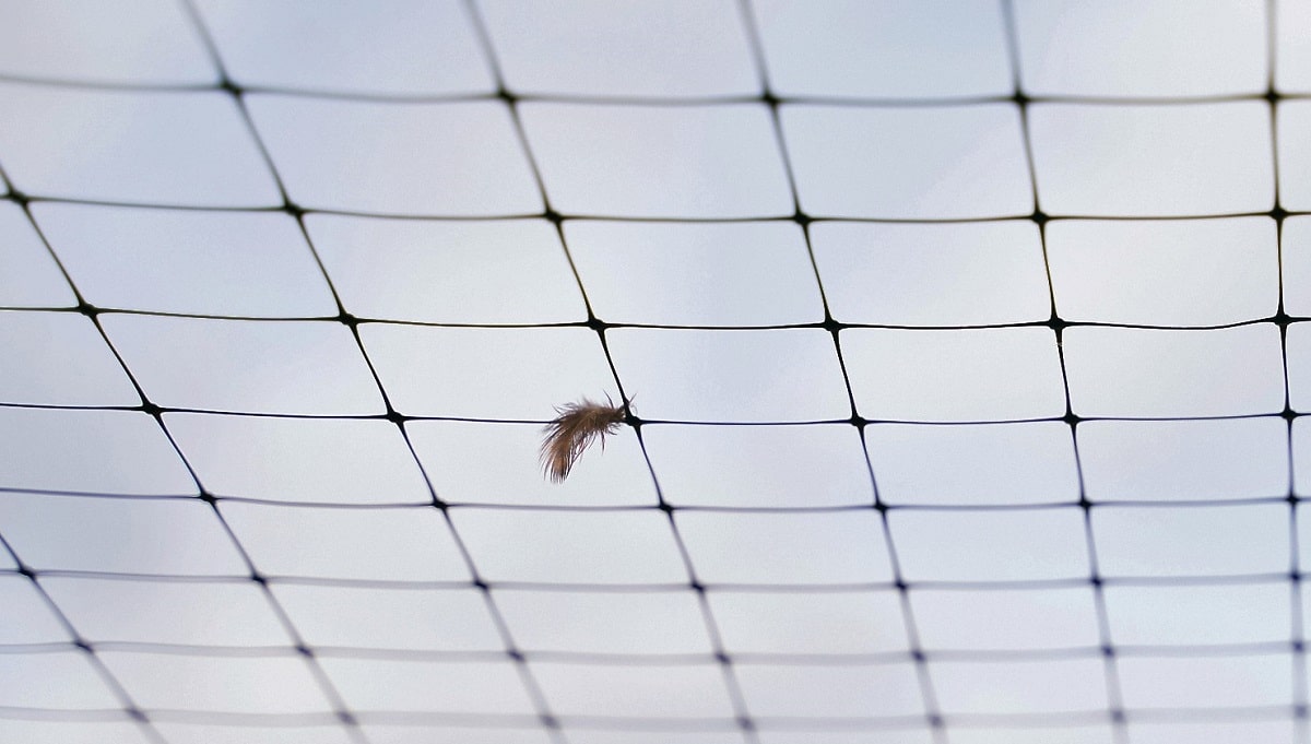 Cómo ahuyentar pájaros - Mallas y redes para bloquear el acceso de los pájaros