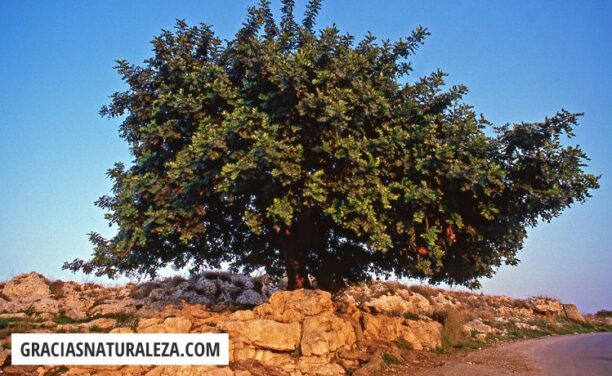 ALGARROBO - Características y Cultivo de este árbol (Guía)