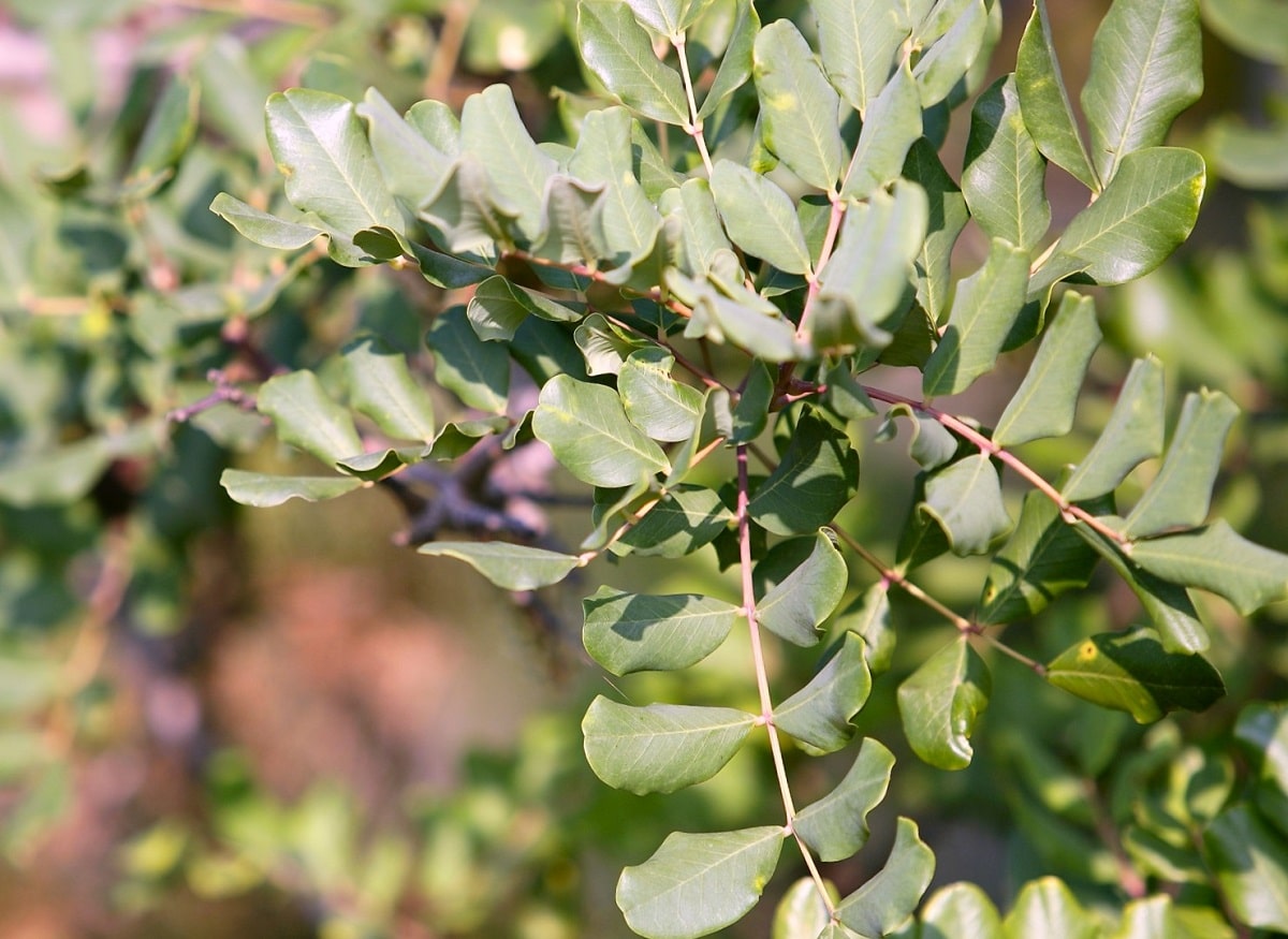 Características hojas compuestas y paripinnadas del algarrobo, de color verde pálido en el envés