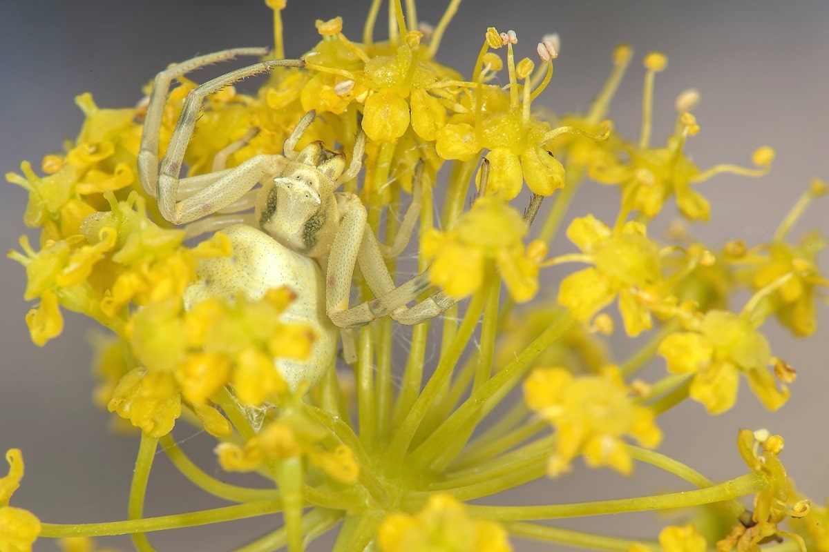 Araña cangrejo de las flores