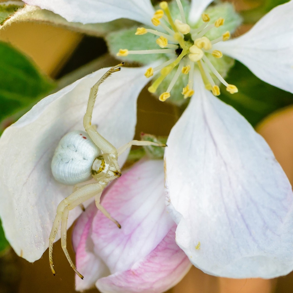 La vida y reproducción de este tipo de arañas se da en los pétalos de la flor