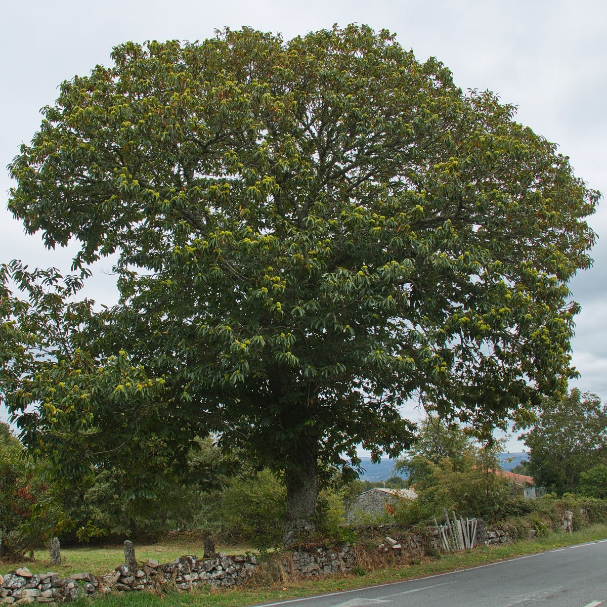 Árboles de Galicia - Castaño o castiñeiro