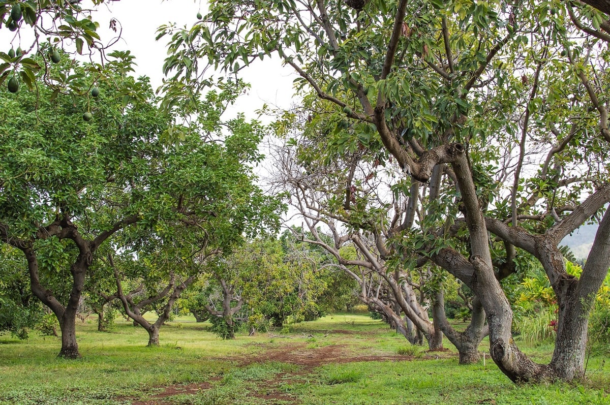 Los árboles de aguacate son frutales tropicales y hacer un bonsái con ellos es todo un reto