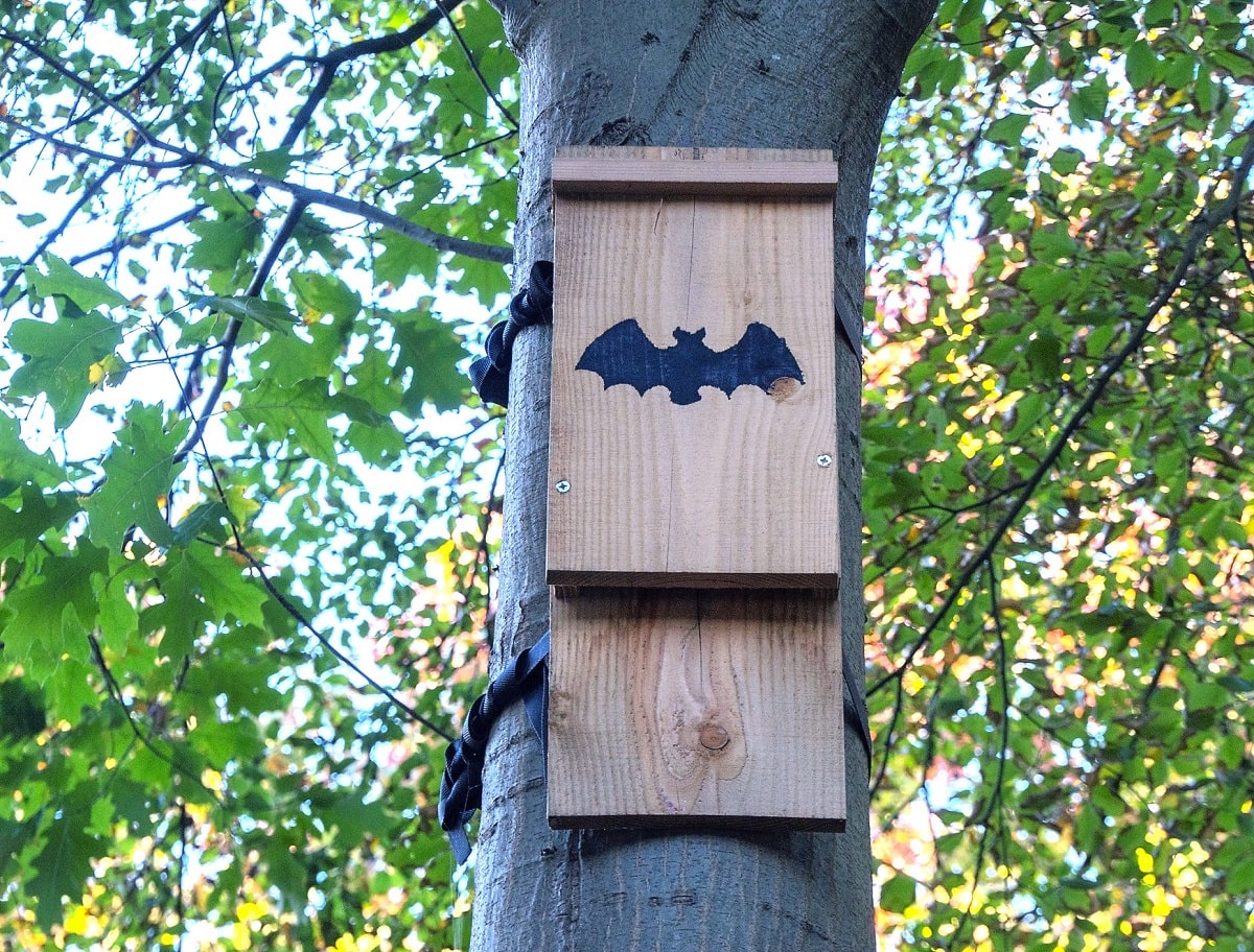 Depredadores naturales de las procesionarias - Casa de murciélagos