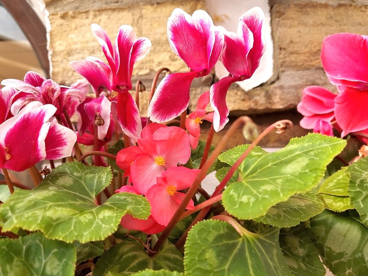 Flores fucsias y rojas de ciclamen cuidado en una maceta de un año para otro