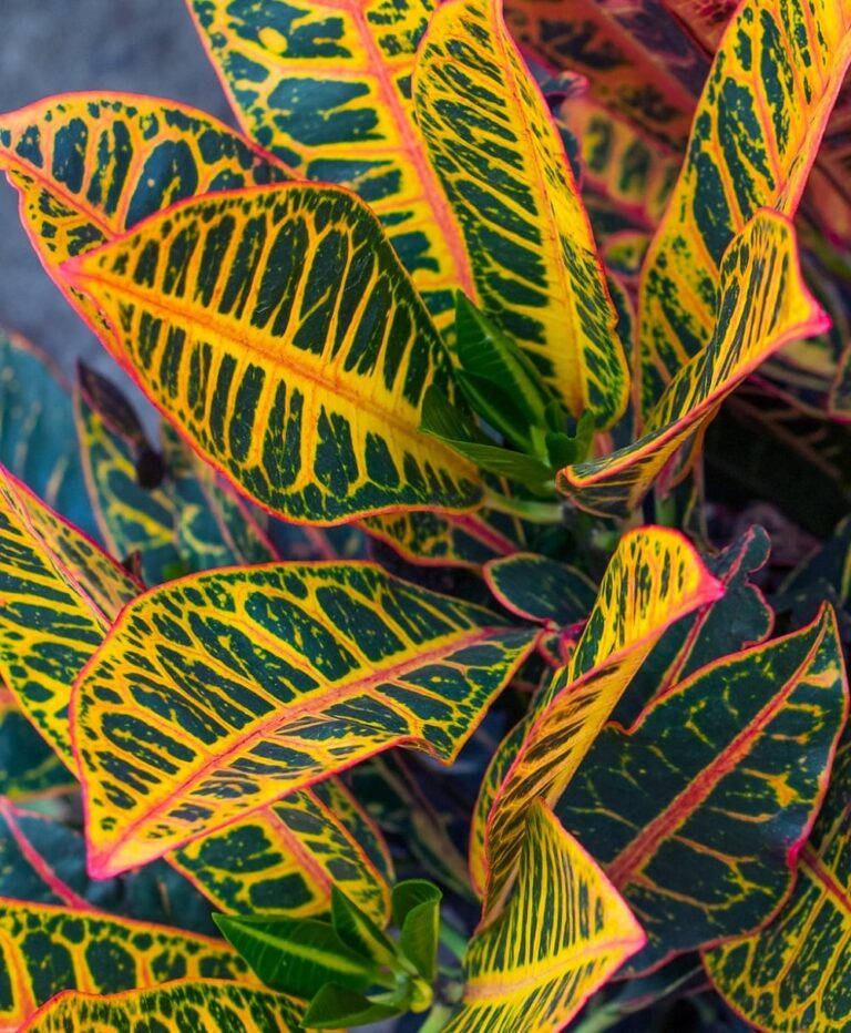 CROTÓN Cuidados de la Planta Tricolor por excelencia