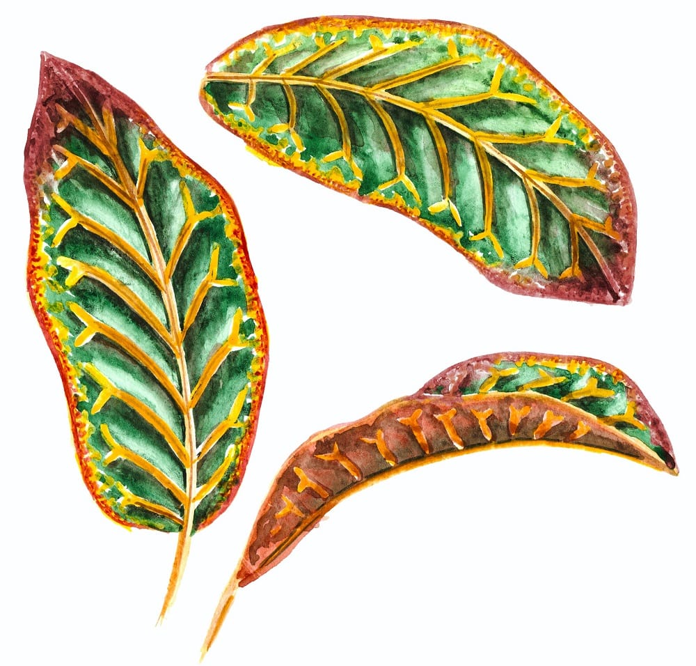Hojas de crotón (Codiaeum), planta tricolor