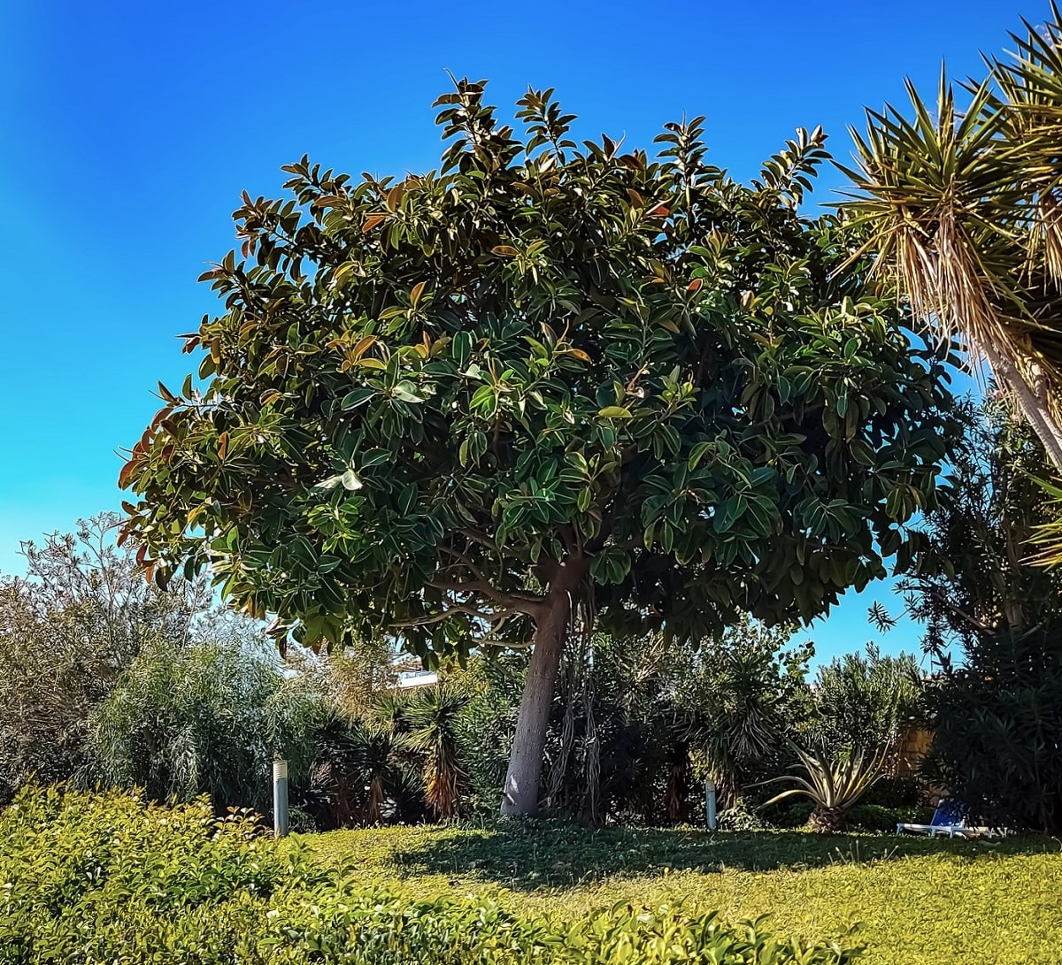 Árbol tropical de caucho o gomero - En el exterior vive el Ficus elastica