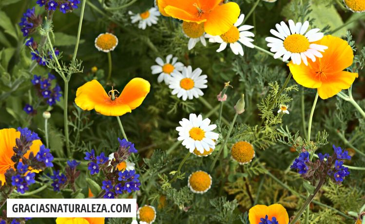 29 Flores SILVESTRES: Nombres, fotos y características