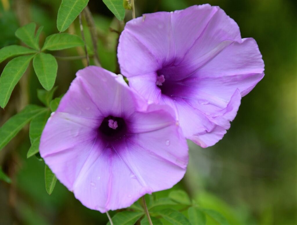 29 Flores SILVESTRES: Nombres, fotos y características